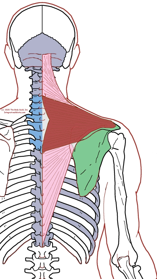 Trapezius Functional Anatomy Integrative Works