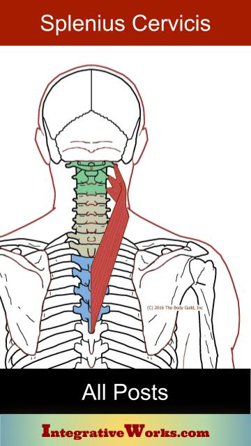 Stiffness and Pain at the Base of the Neck - Integrative Works