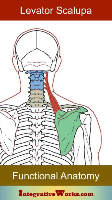 Functional Anatomy – Levator Scapula | Integrative Works