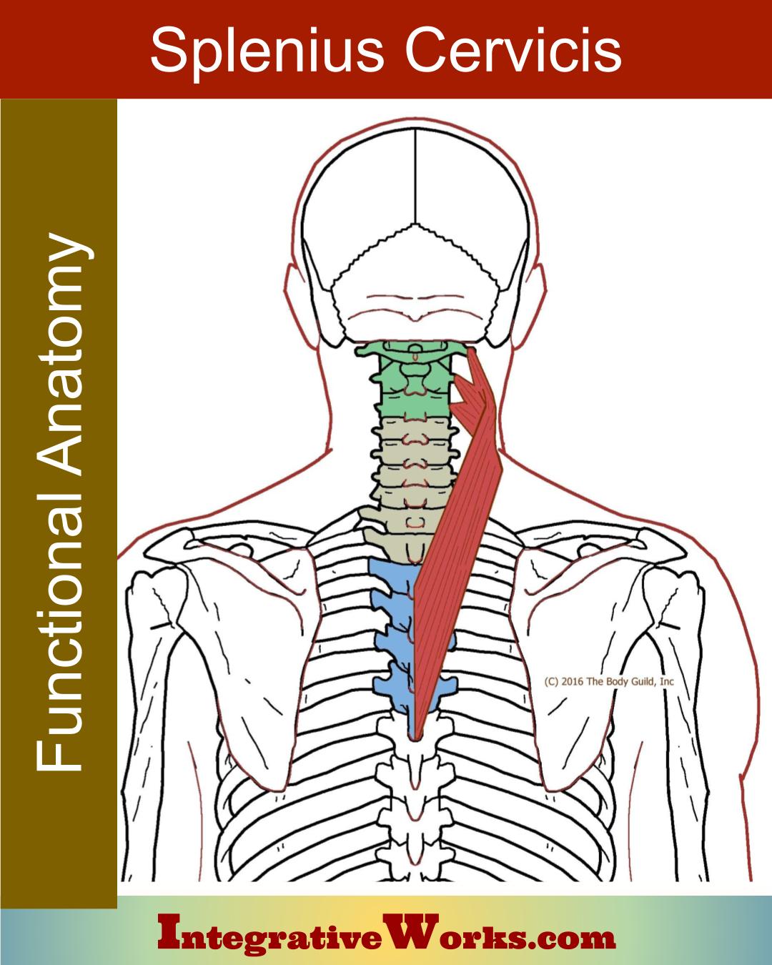 Splenius Cervicis – Functional Anatomy