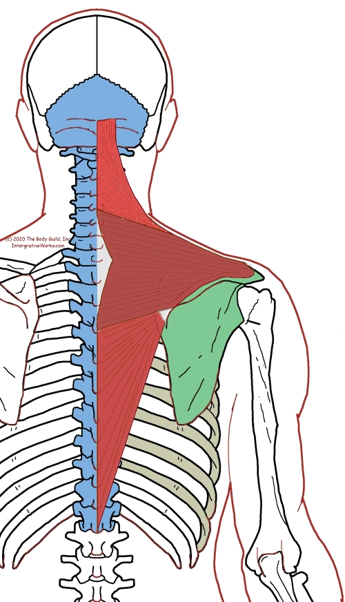 Trapezius - Functional Anatomy - Integrative Works