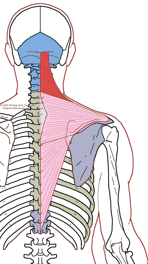 Trapezius - Functional Anatomy - Integrative Works