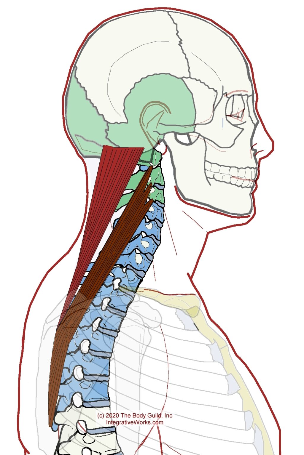 Splenius Capitis Functional Anatomy Integrative Works