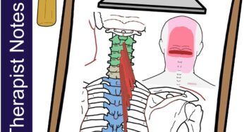 Semispinalis cervicis – Massage Therapy Notes
