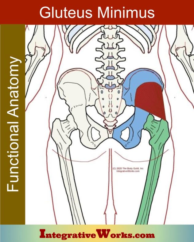 oitf-gluteus-minimus Archives - Integrative Works