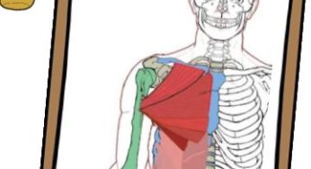 Pectoralis Major – Massage Therapy Notes