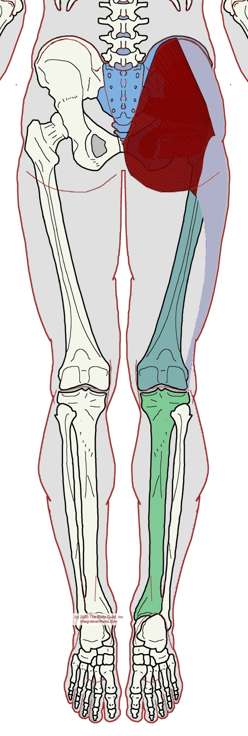 Gluteus Maximus - Functional Anatomy - Integrative Works