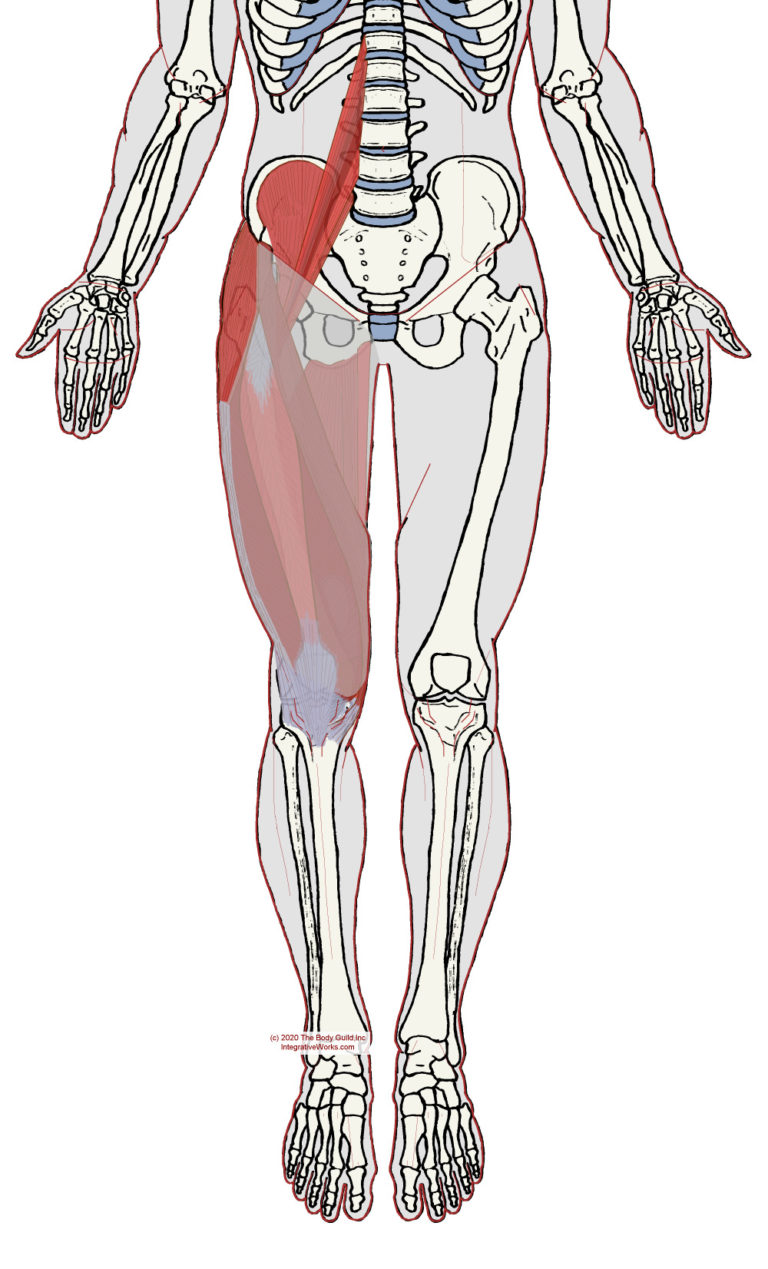 iliotibial-tract-and-fascia-lata-functional-anatomy-integrative-works