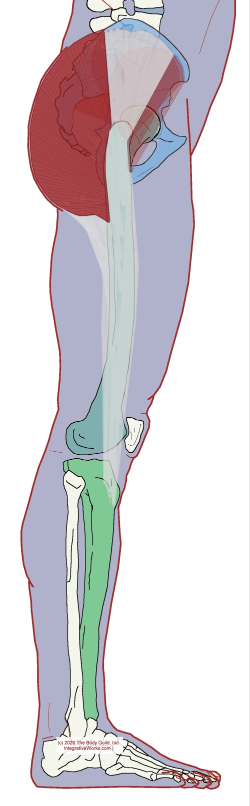 Gluteus Maximus - Functional Anatomy - Integrative Works