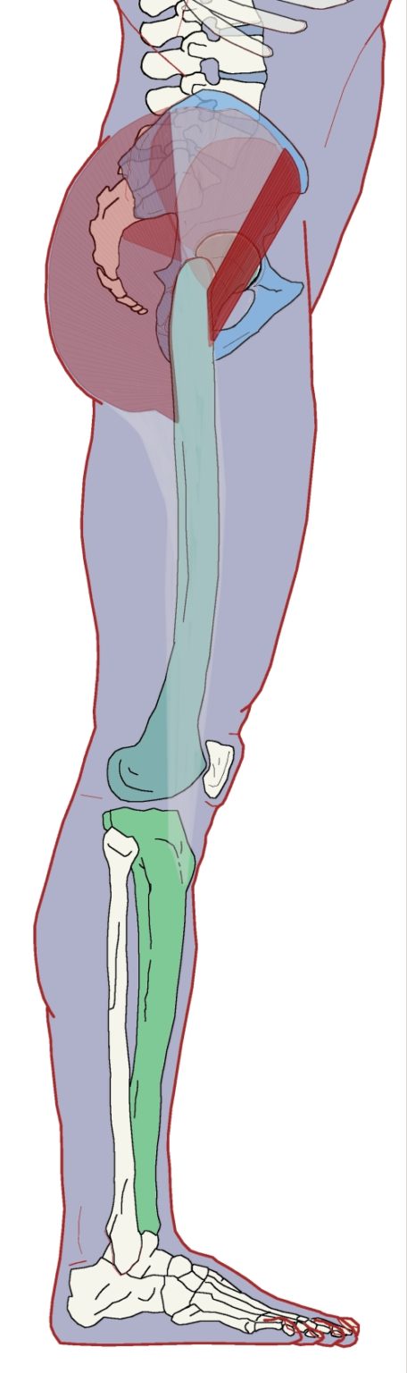 Tensor Fascia Lata (TFL) - Functional Anatomy - Integrative Works