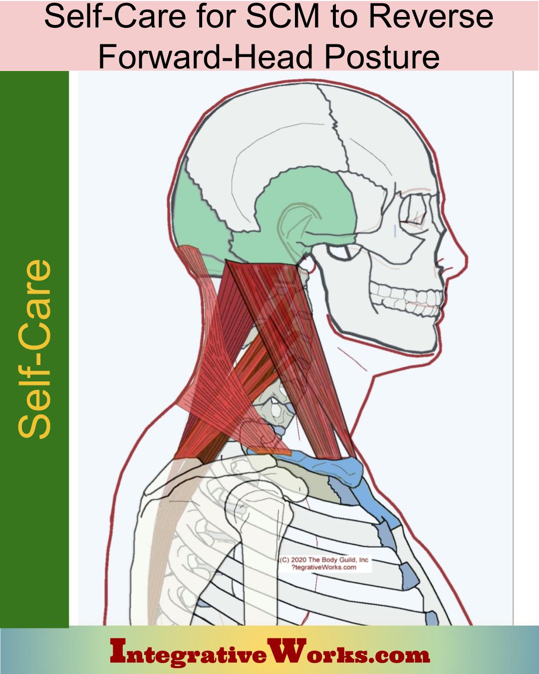 Self Care – Forward-Head Posture