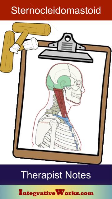 massage and bodywork treatment notes for sternocleidomastoid