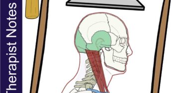 Sternocleidomastoid – Massage Therapy Notes
