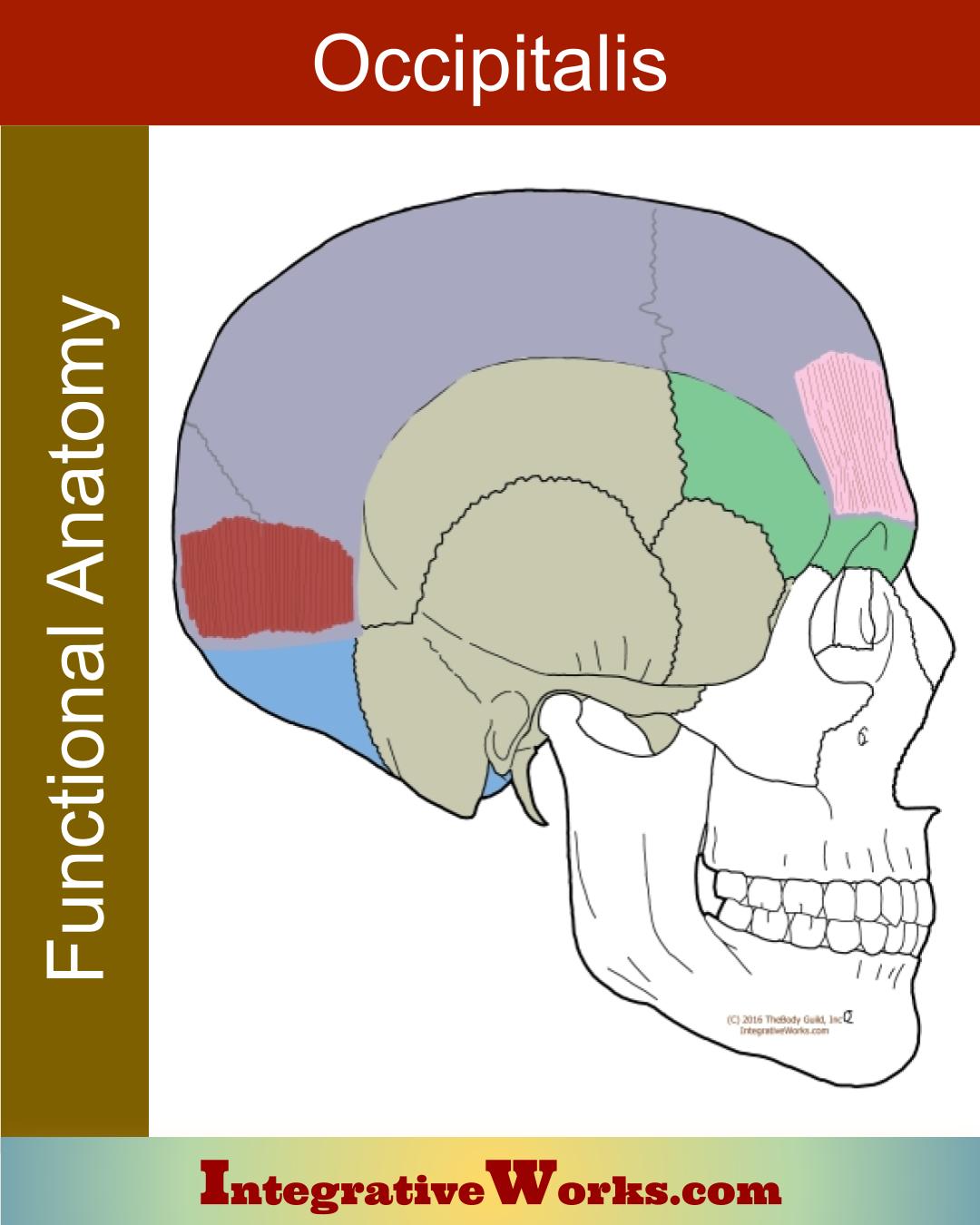 Occipitalis Functional Anatomy Integrative Works