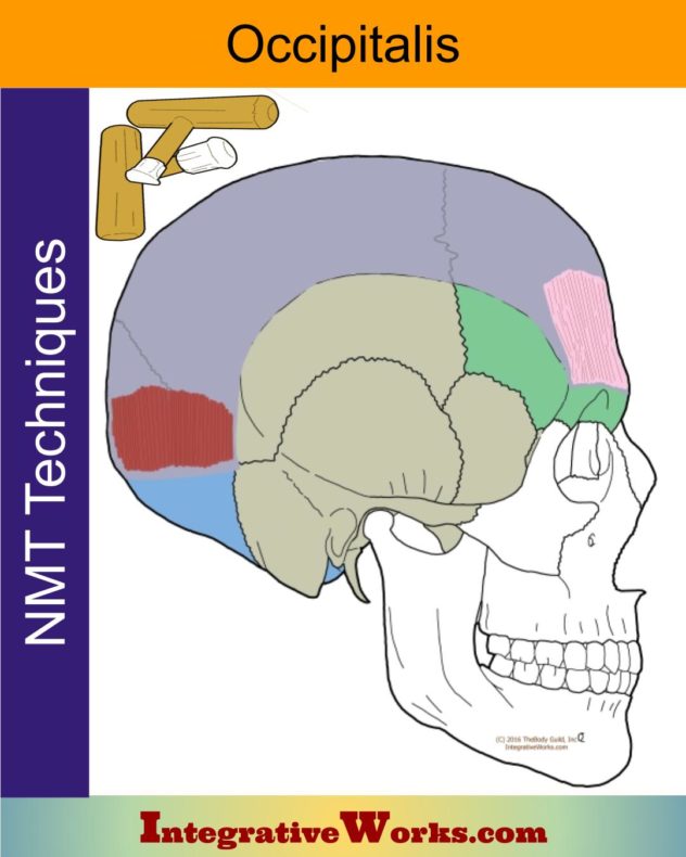 Occipitalis Neuromuscular Massage Protocol Integrative Works