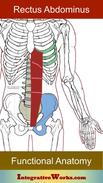 Therapist Notes - Rectus Abdominus and Pyramidalis - Integrative Works