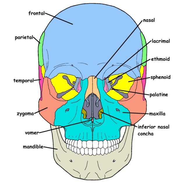 Craniosacral System Overview - Integrative Works