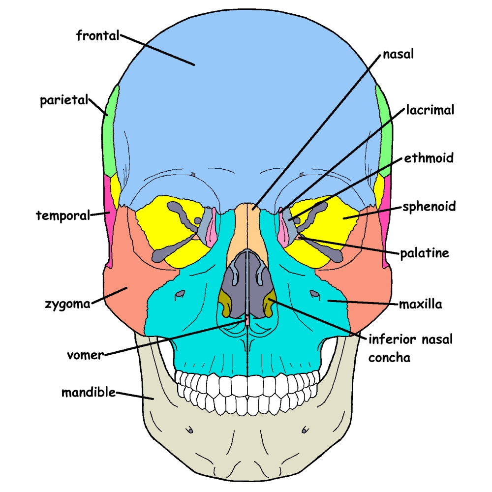 craniosacral-system-overview-integrative-works