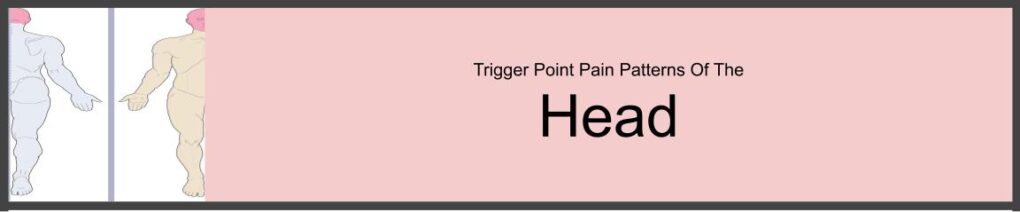 trigger point patterns that refer into the head