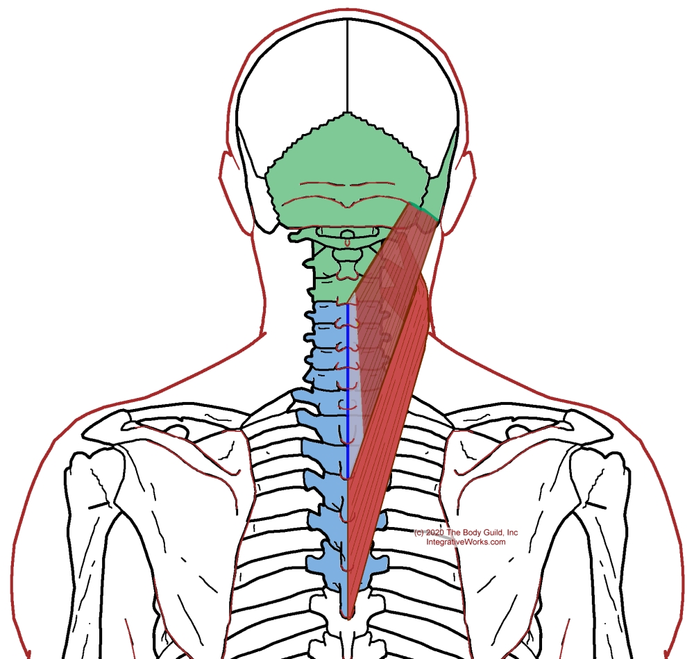 Splenius Cervicis - Functional Anatomy - Integrative Works