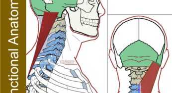 Splenius Capitis – Functional Anatomy