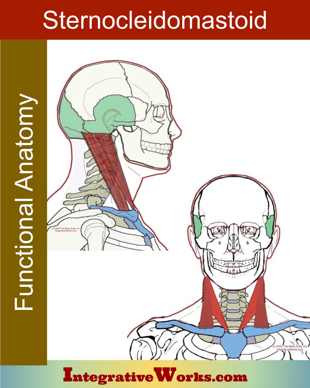 Sternocleidomastoid – Functional Anatomy