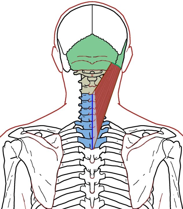 Splenius Capitis - Functional Anatomy - Integrative Works