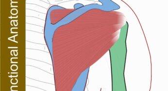 Rotator Cuff Muscles – Functional Anatomy
