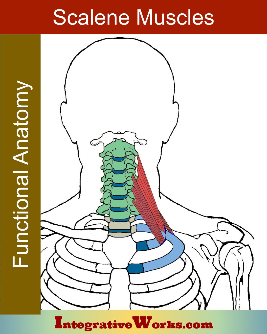 Scalene Muscles Functional Anatomy Integrative Works