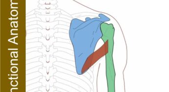 Teres Major – Functional Anatomy