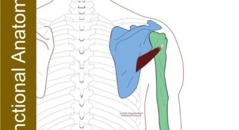 Teres Minor – Functional Anatomy