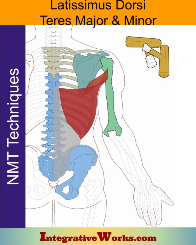 Latissimus Dorsi Teres Major Muscle