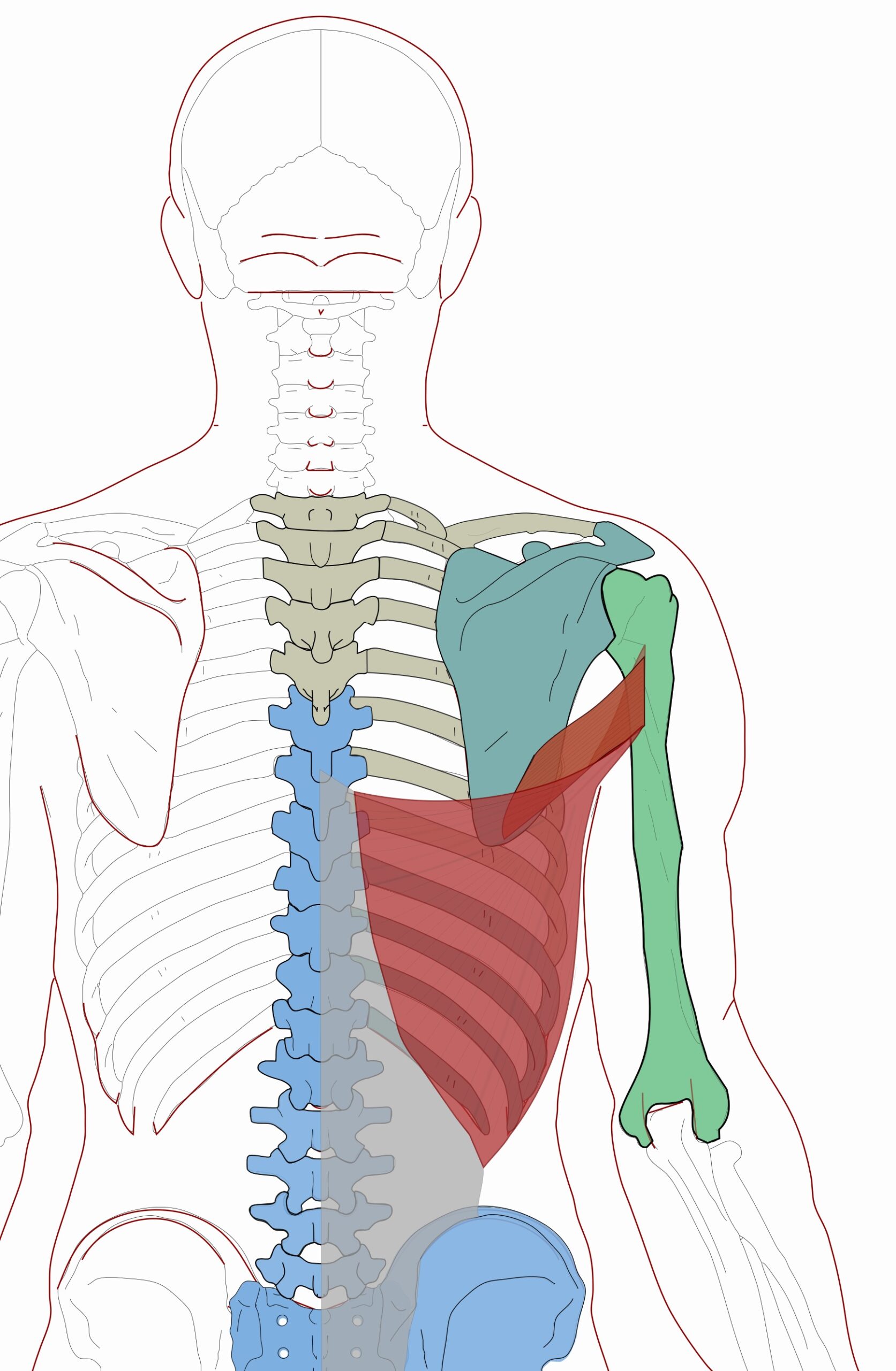Teres Major - Functional Anatomy - Integrative Works