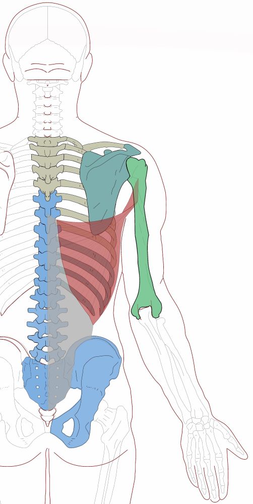 Latissimus Dorsi Muscle Surface Anatomy