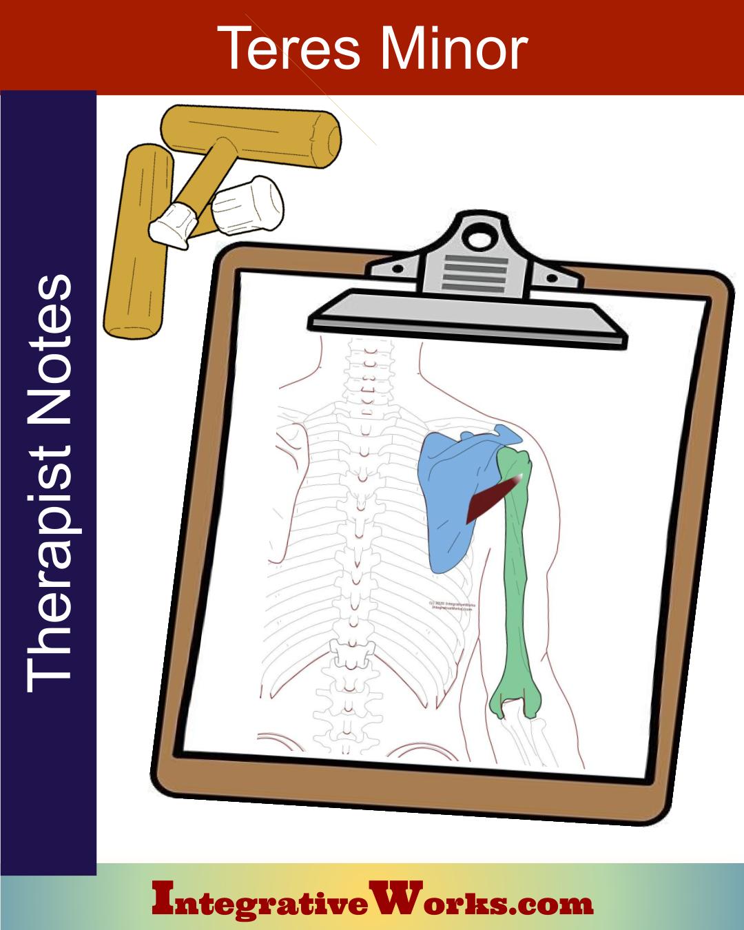 Teres Minor – Massage Therapy Notes