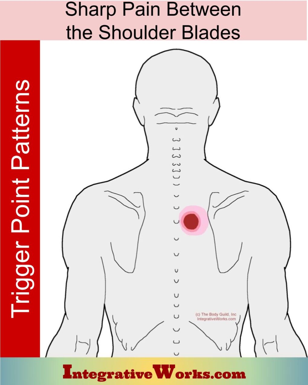 Sharp Pain Between The Shoulder Blades Integrative Works   Trigger Points Sharp Upper Back Pain Between Shoulder Blades 1020x1275 