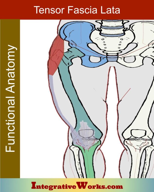 Tensor Fascia Lata Tfl Functional Anatomy Integrative Works 1575