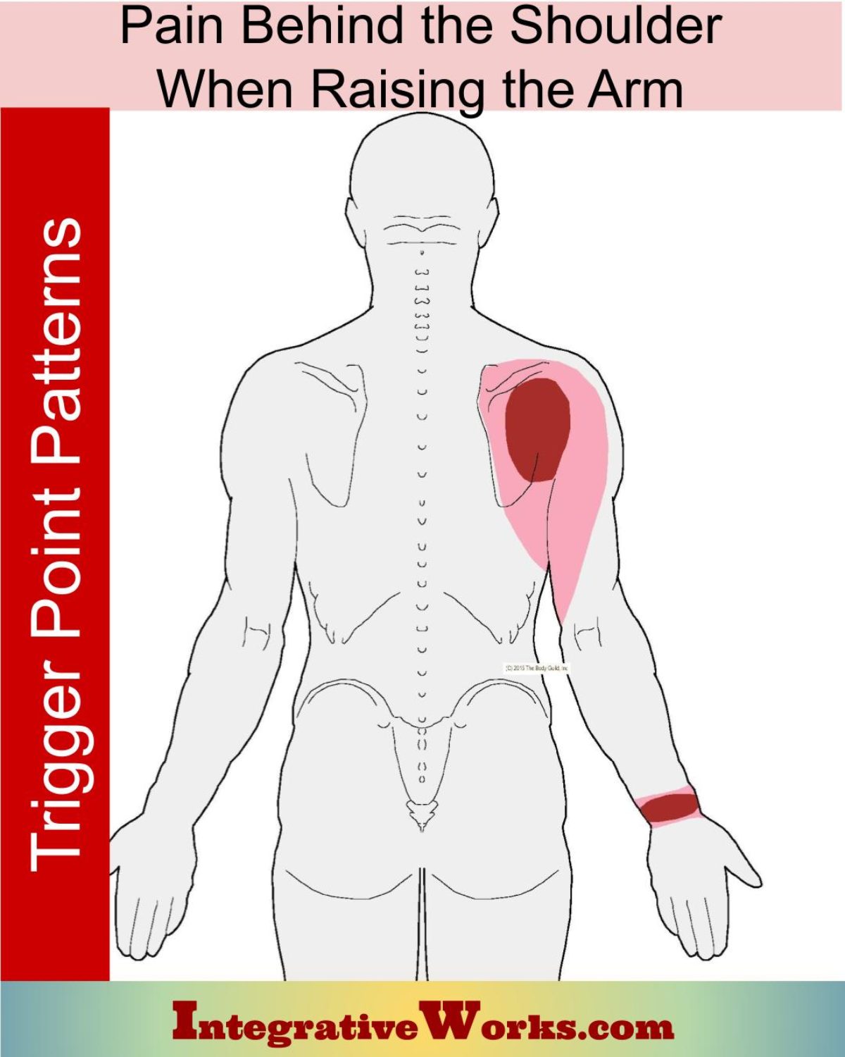 Upper Back, Shoulder, and Arm  The Trigger Point & Referred Pain Guide