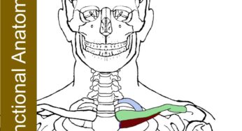 Subclavius- Functional Anatomy