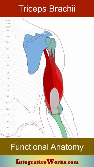 Elbow Pain When Pushing - Integrative Works