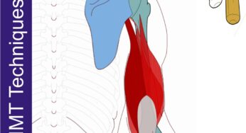Triceps & Anconeus – Neuromuscular Protocol