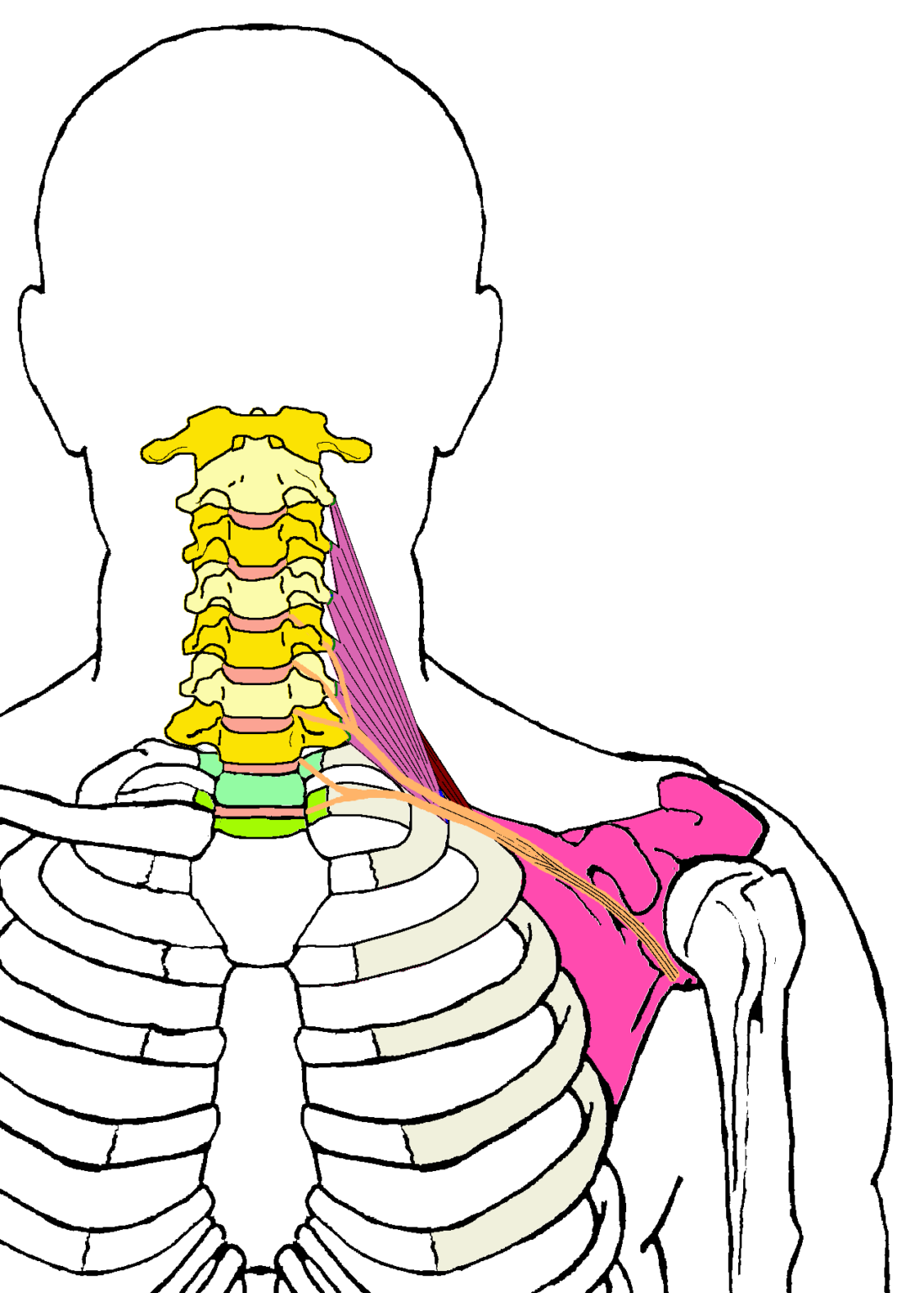 Thoracic Outlet - Functional Anatomy - Integrative Works