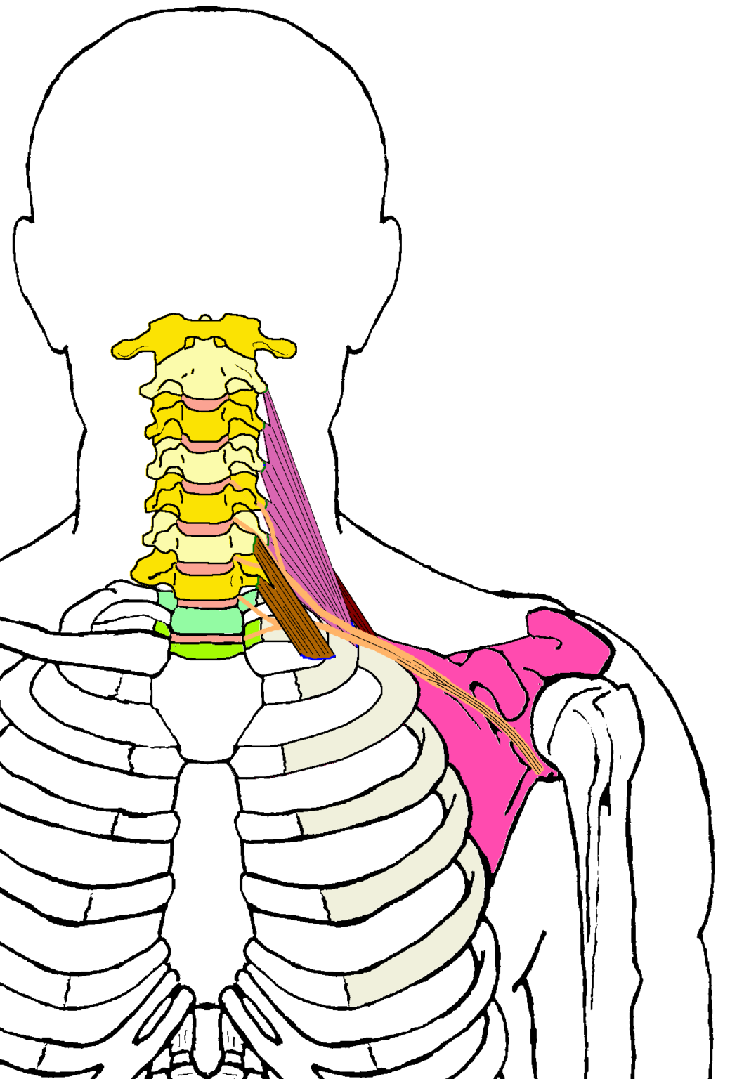 Thoracic Outlet - Functional Anatomy - Integrative Works