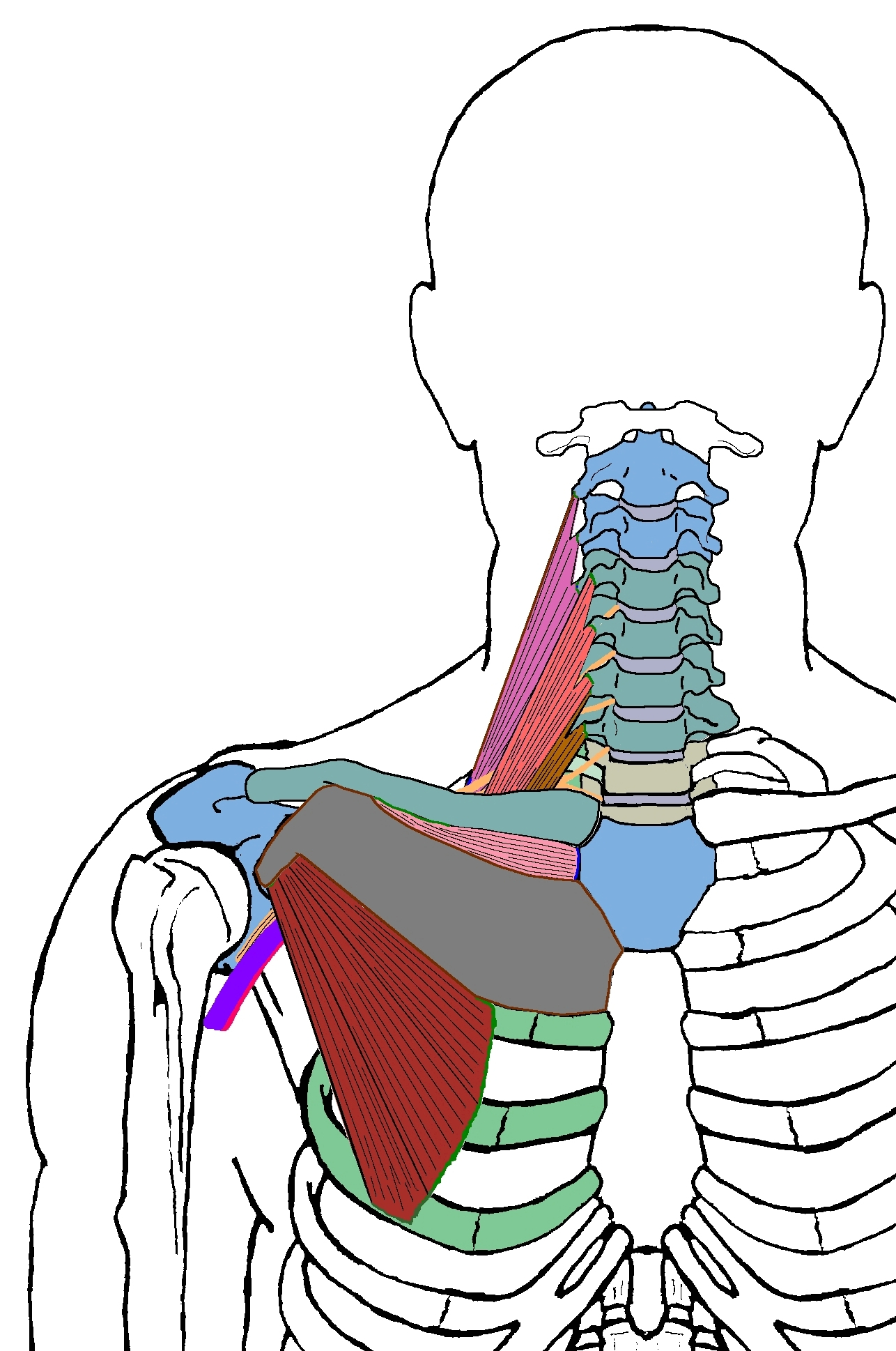 Thoracic Outlet - Functional Anatomy - Integrative Works