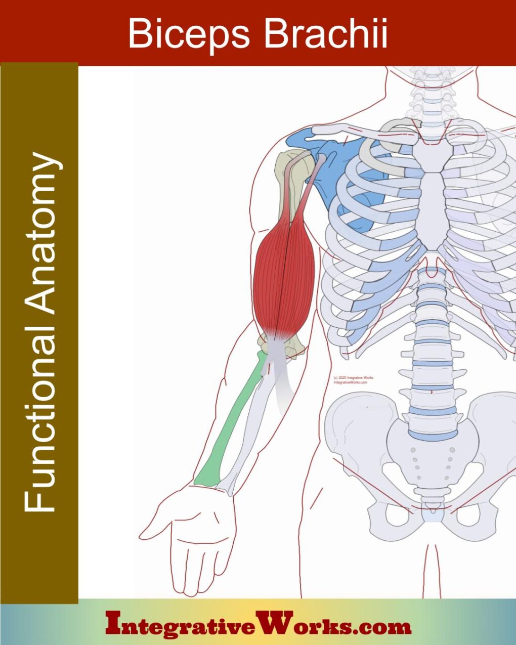 Biceps Brachii - Functional Anatomy - Integrative Works