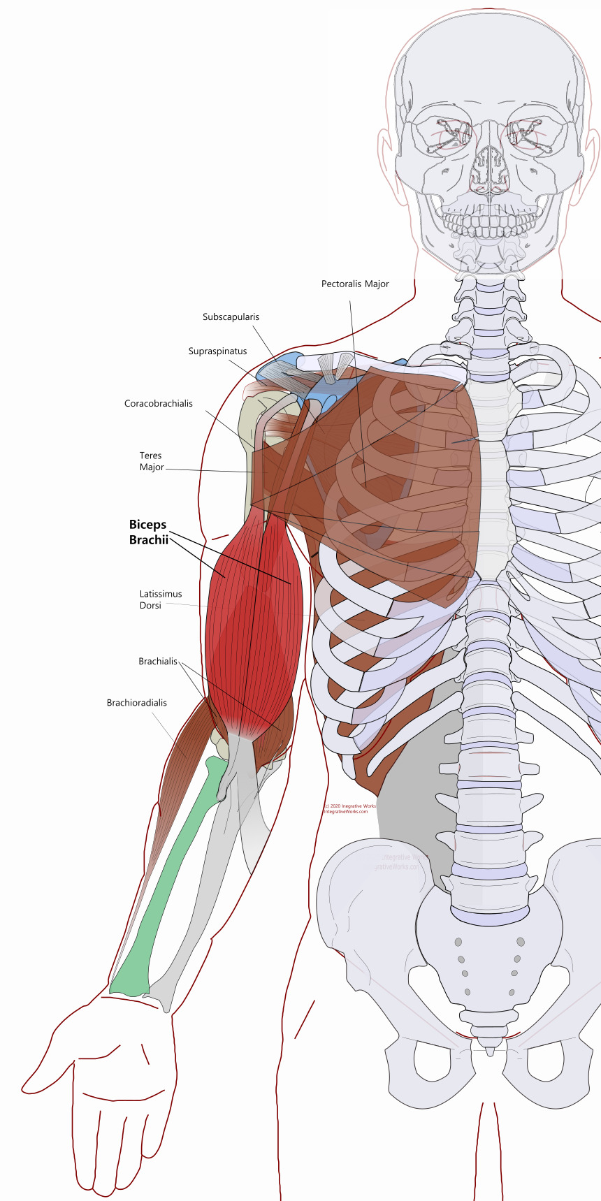 Biceps Brachii - Functional Anatomy - Integrative Works