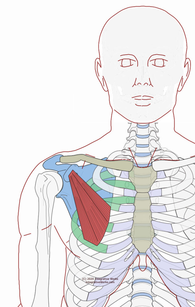 Pectoralis Minor - Functional Anatomy - Integrative Works