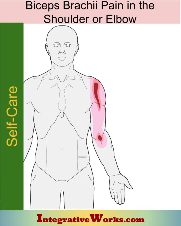 Biceps Brachii - Self Care - Integrative Works biceps tendon pain relief