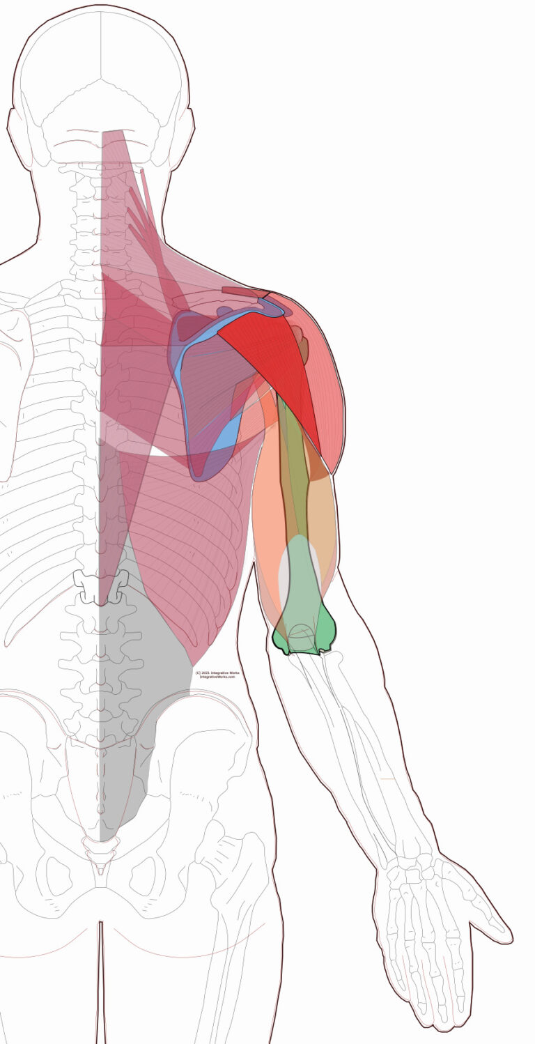 Deltoid - Functional Anatomy - Integrative Works