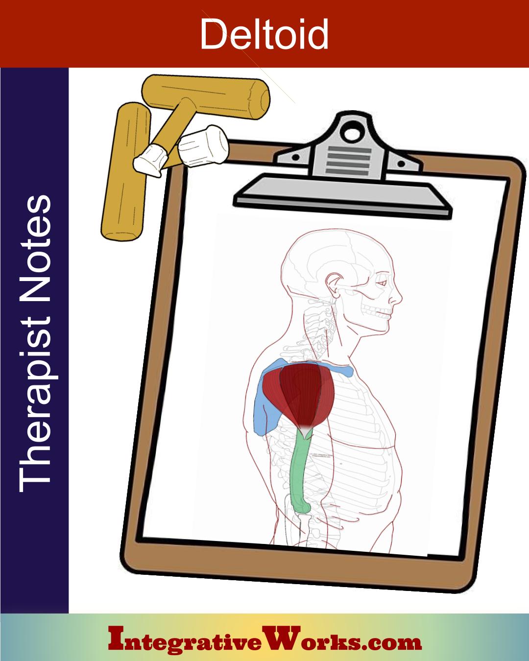 Deltoid – Massage Notes